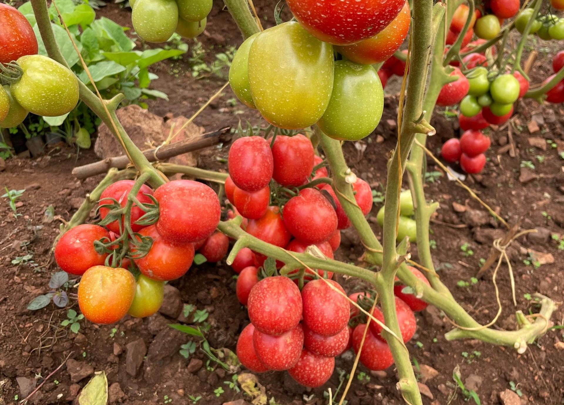 Seed Quality Is Now a Climate Strategy — Why Uganda’s Agrodealers Must Lead the Shift - Cover Image